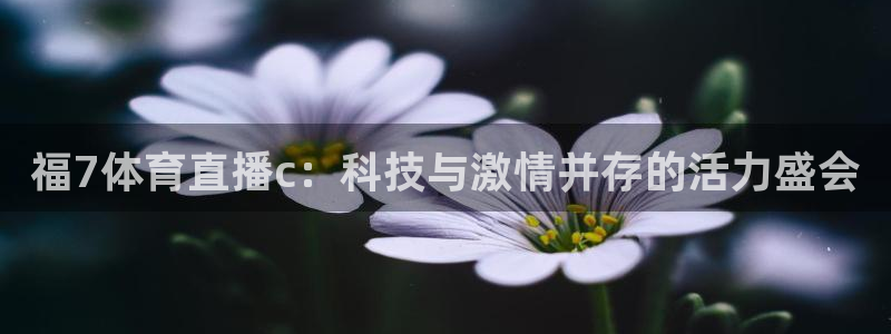 雨燕360直播nba高清