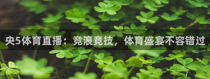 雨燕直播体育网官网